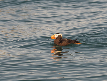 Puffin!