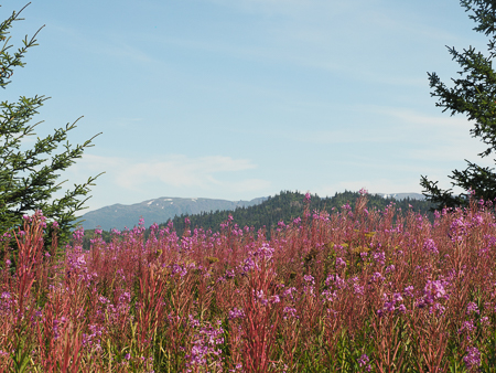 Fireweed