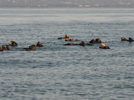 A Raft of Otters