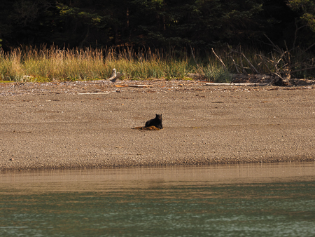 Black Bear  on the next beach over