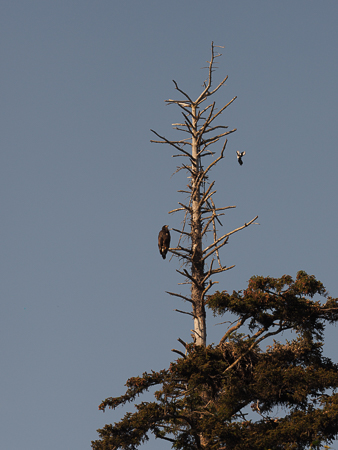 Fledging Bald Eagle