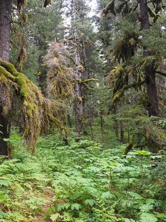 Old Growth Spruce Forest