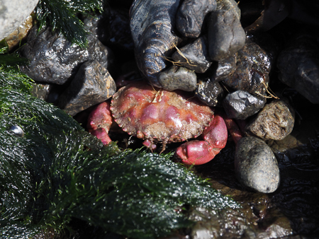 Pink Crab