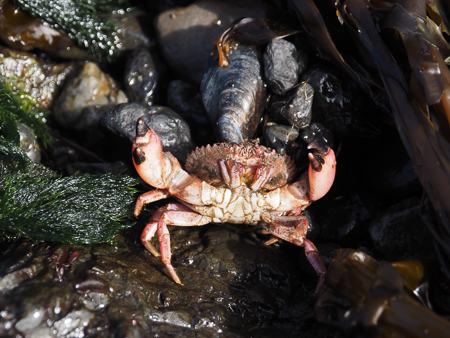 Pink Crab