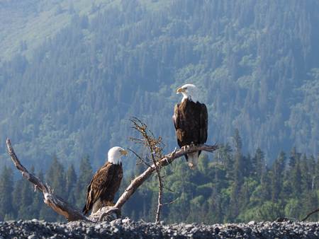 Bald Eagles