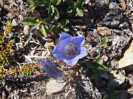 Harebell