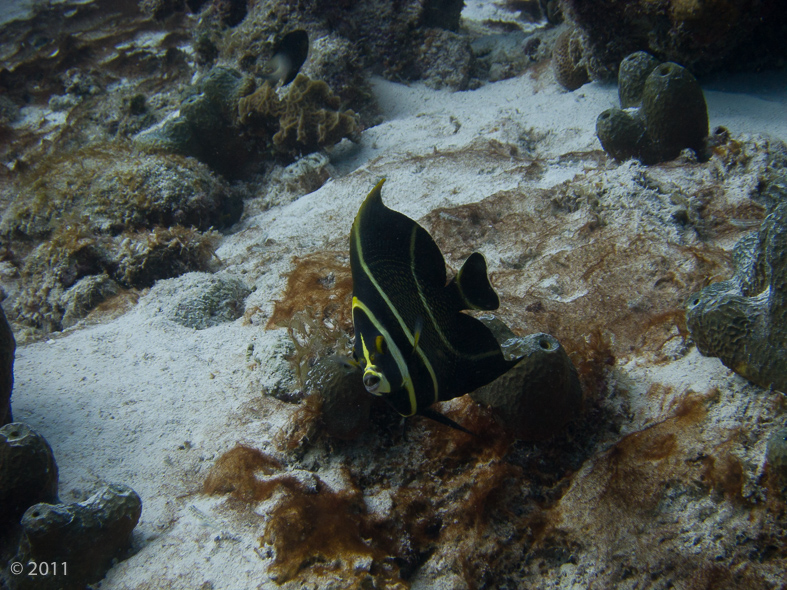 Intermediate French Angelfish