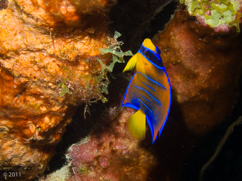 Juvenile Queen Angelfish