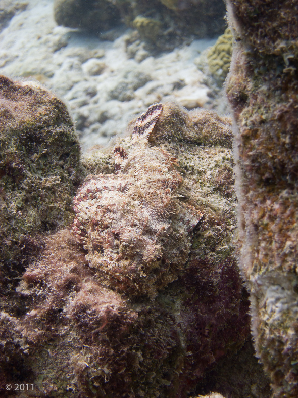 Spotting a Scorpionfish is always a challenge