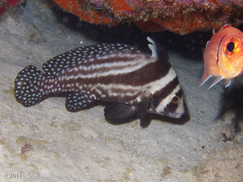 Spotted Drum (and a friend trying to get into the photo)