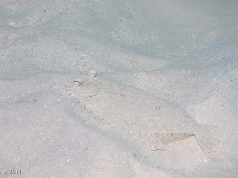 Peacock flounder lying in ambush