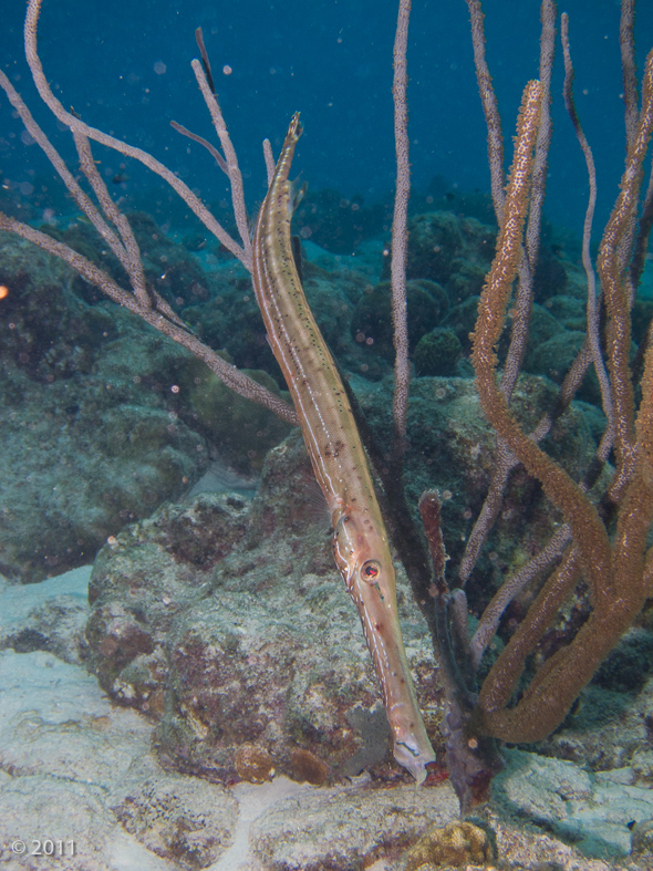 Trumpetfish lying in wait for a meal to come close