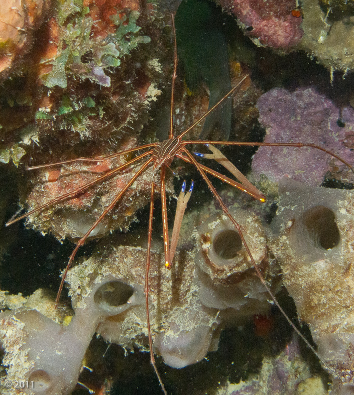 Yellow Arrowline Crab