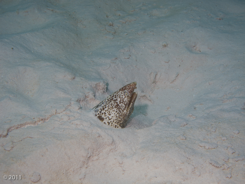 Snake Eel - first time we’ve seen one in Bonaire