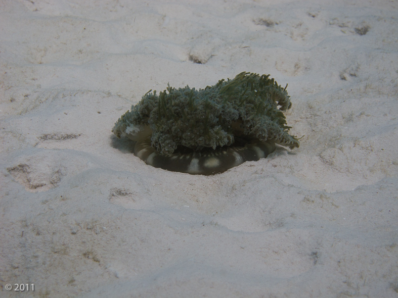 Upside Down Jellyfish