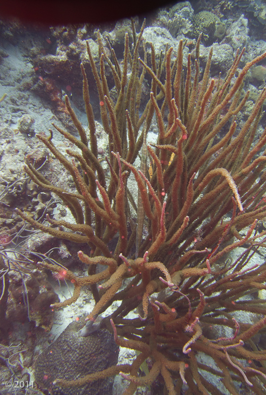 Gorgonian