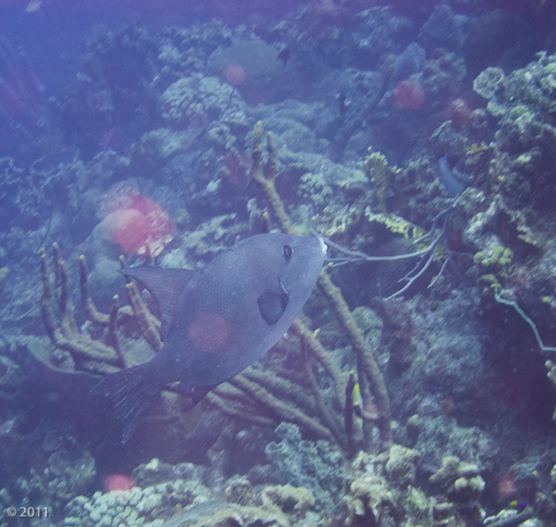 Ocean Triggerfish - first time to see one