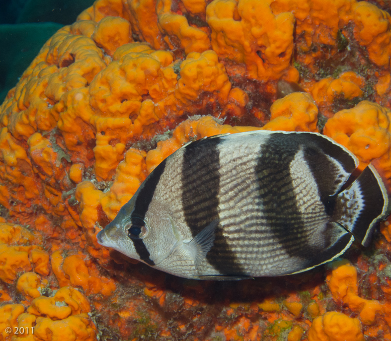 Banded Butterflyfish