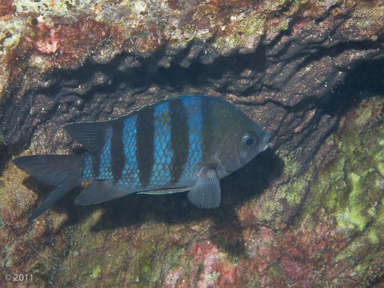 Sergeant Major male guarding its eggs - note its dark coloring