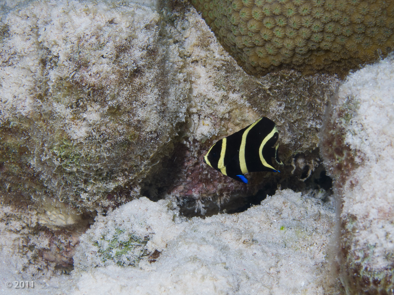 Juvenile French Angelfish