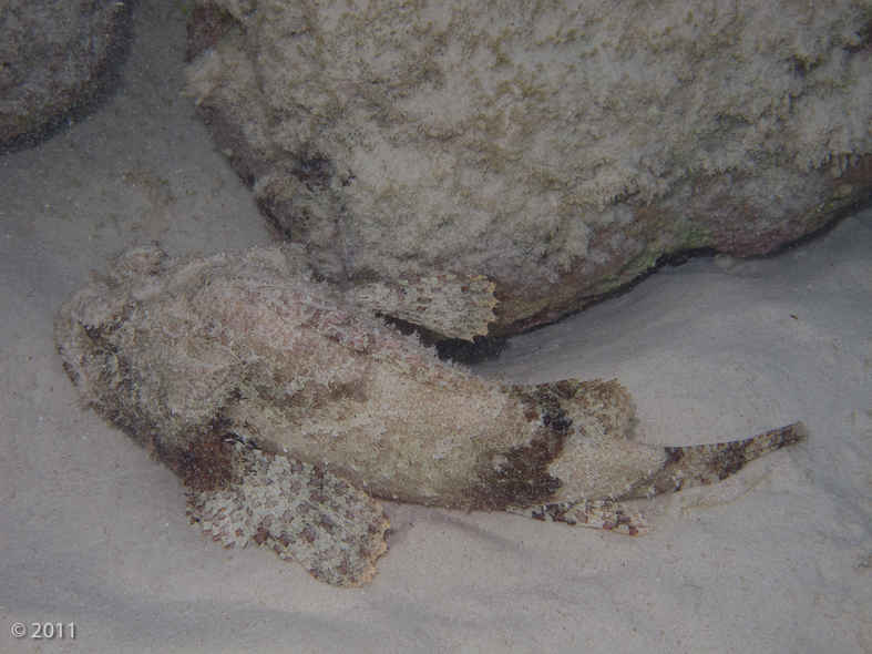 This Scorpionfish is not so well camouflaged