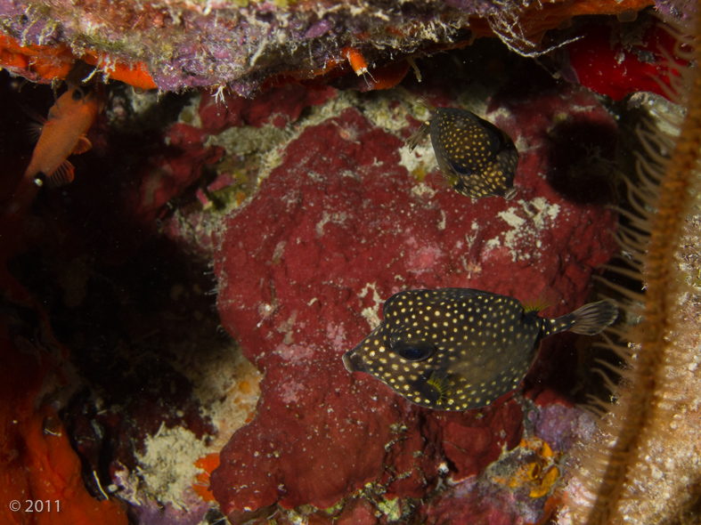 Two intermediate Smooth Trunkfish