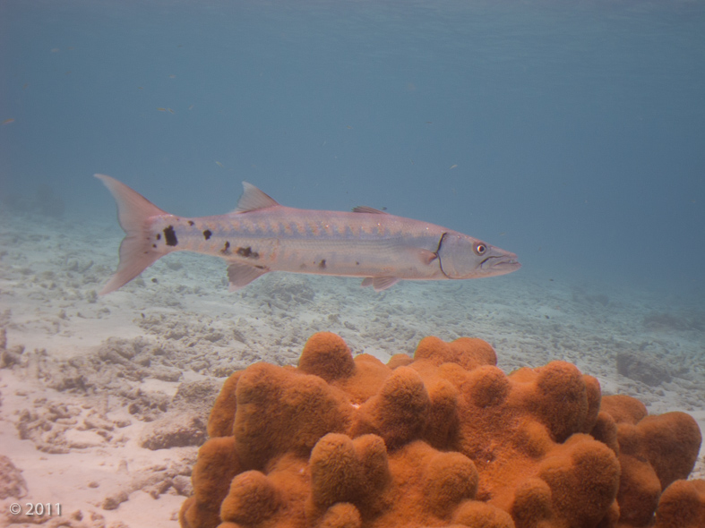 Great Barracuda