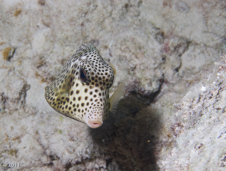 Spotted Trunkfish