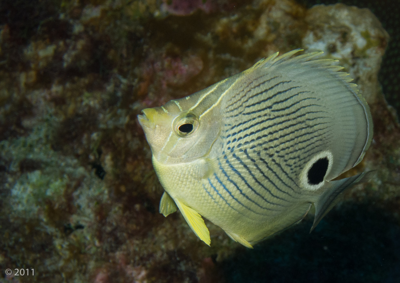 Foureye Butterflyfish