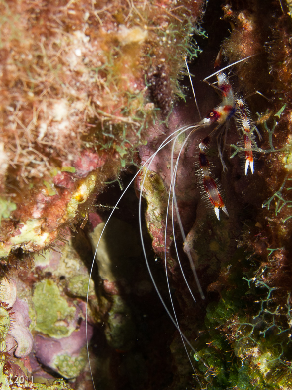 Banded Coral Shrimp