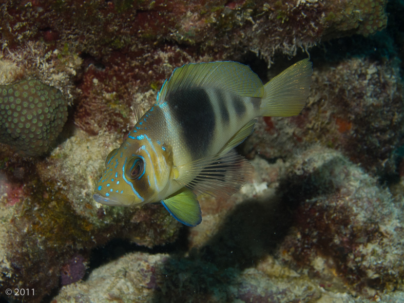 Barred Hamlet