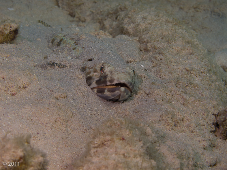 Sand Diver waiting in ambush