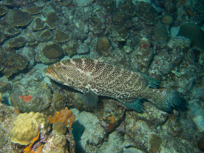 This Tiger Grouper was the biggest we saw at about 2-1/2 feet long