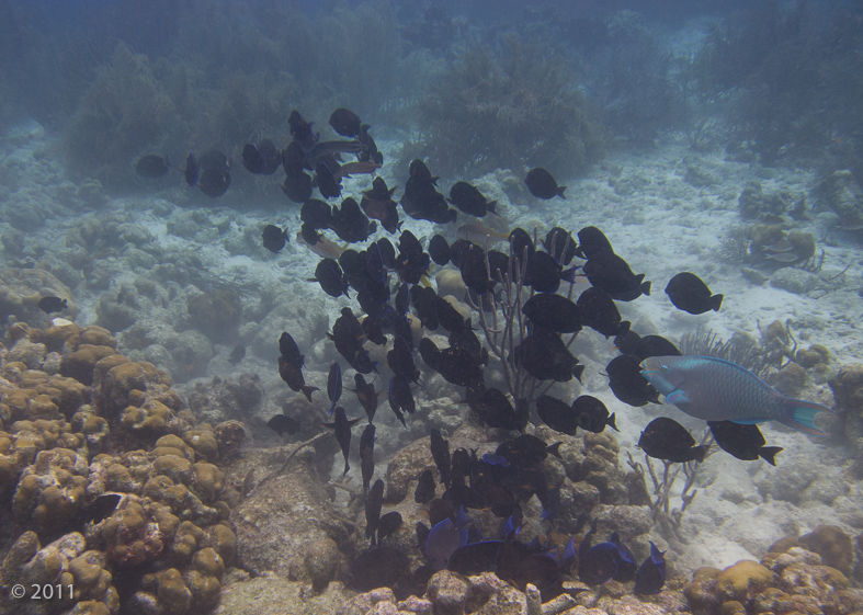 Schooling Blue Tangs