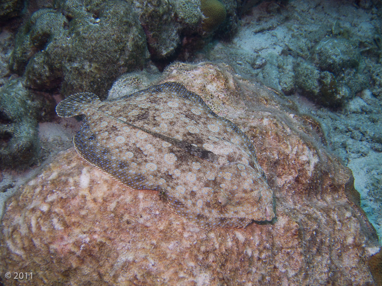 Peacock Flounder who didn’t quite perfect the camouflage concept