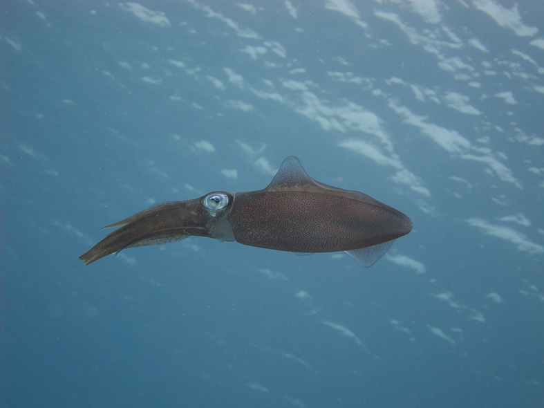 Caribbean reef squid