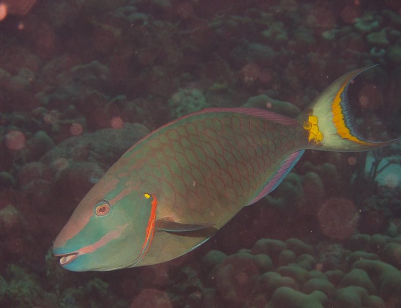 Parrotfish - they are actually responsible for much of the sand on a beach - they bite off coral which then works its way through them!