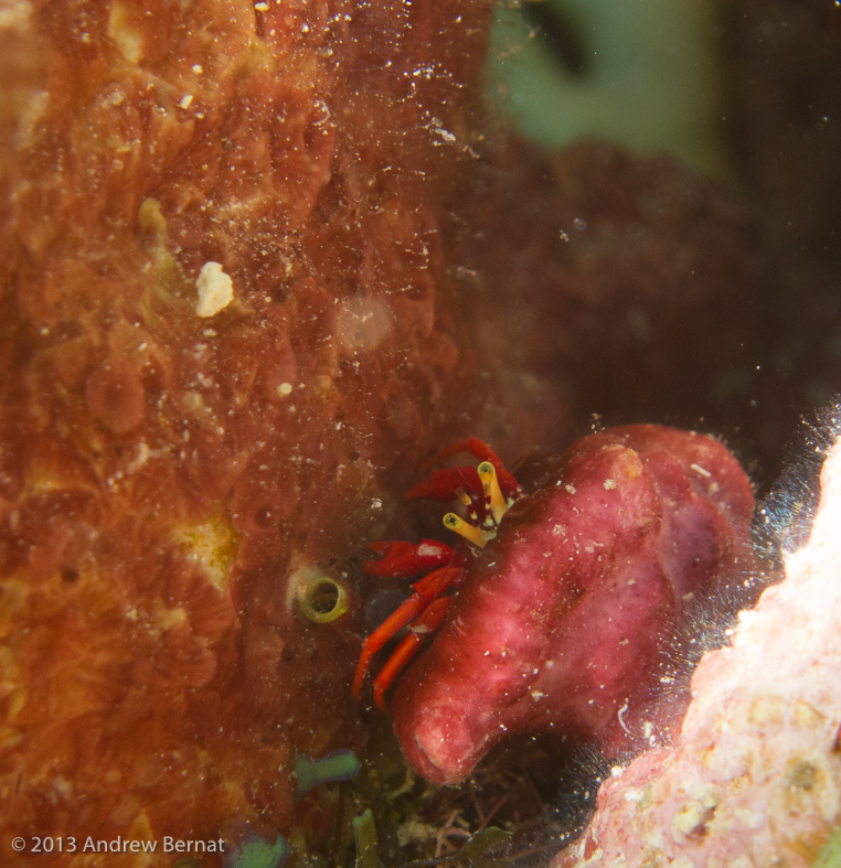 Hermit crabs