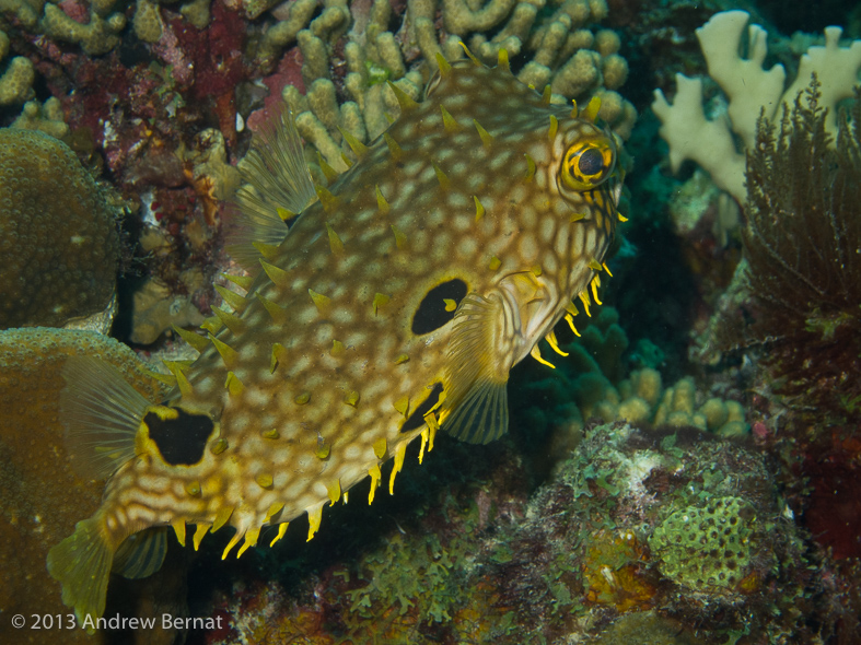 Web Burrfish