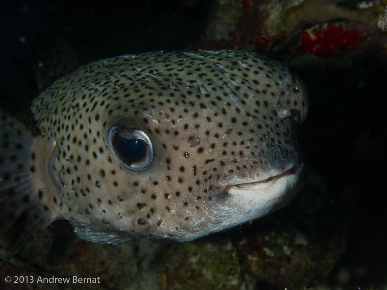 Porcupinefish