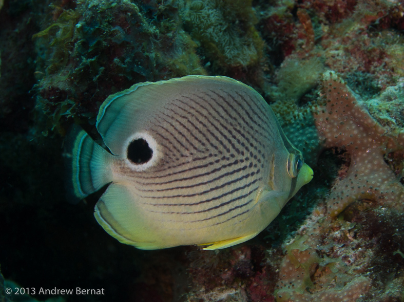 Foureye Butterflyfish