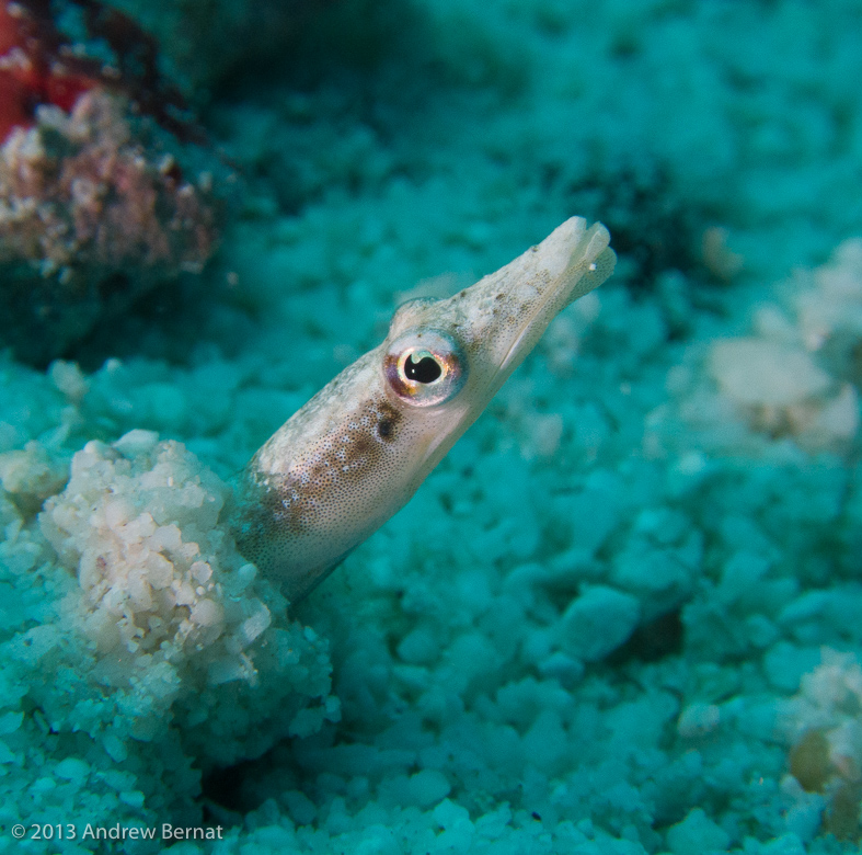 Yellowface Pikeblenny