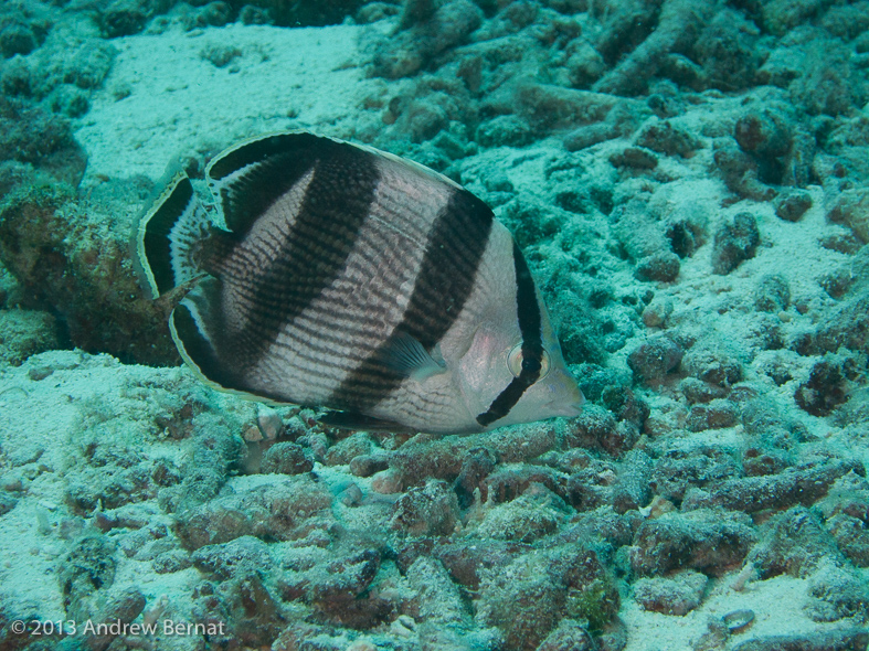 Banded Butterflyfish