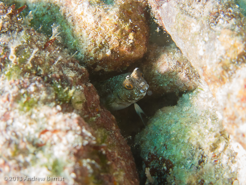 Yet another Blenny