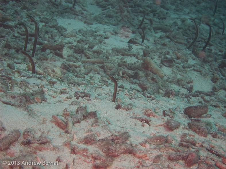 Brown Garden Eels