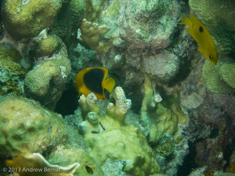 Juvenile Rock Beauty and Threespot Damselfish