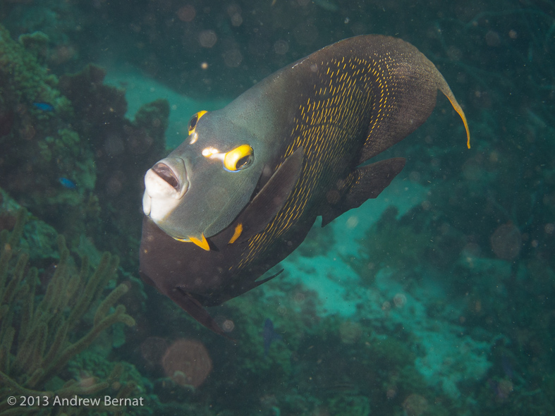 French Angelfish