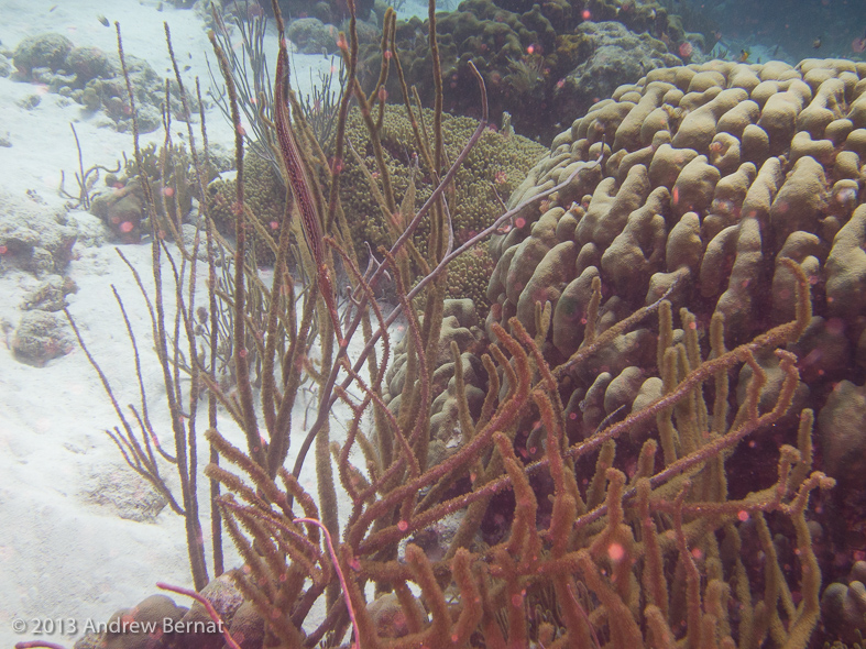 Trumpetfish