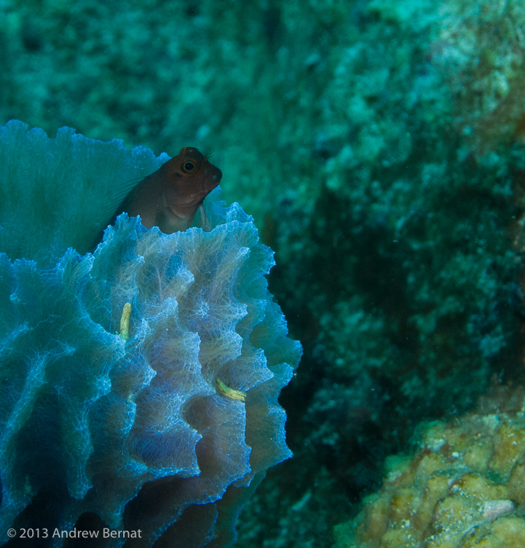 Redlip Blenny