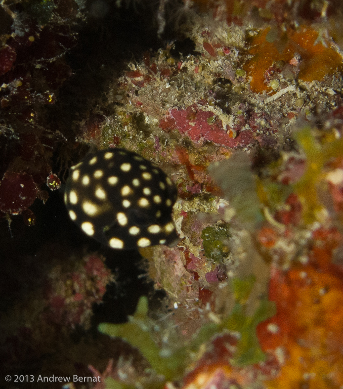 Juvenile Smooth Trunkfish